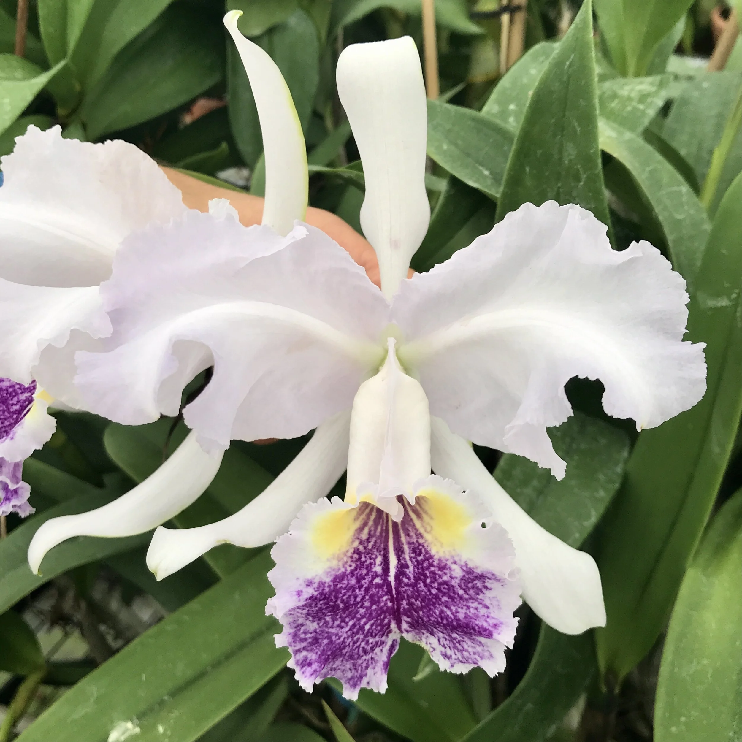 洋蘭 原種 カトレア C. lueddemanniana coerulea Cattleya lueddemanniana v. coerulea — Palmer Orchids